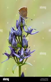 Attēlu rezultāti vaicājumam “Swertia perennis flower”