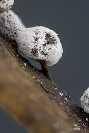 Attēlu rezultāti vaicājumam “Didymium melanospermum spores”