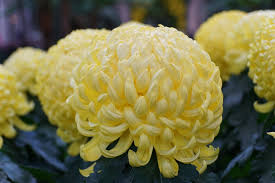 Image result for Chrysanthemum ptarmiciflorum