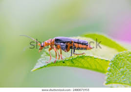 Attēlu rezultāti vaicājumam “Cantharis rustica”