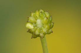 Attēlu rezultāti vaicājumam “Ranunculus flammula”