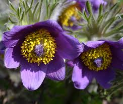 Attēlu rezultāti vaicājumam “Pulsatilla vulgaris flower”