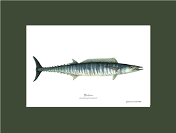 Image result for Acanthocybium solandri