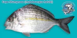 Image result for Rhabdosargus holubi