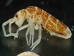 Attēlu rezultāti vaicājumam “Heteromurus nitidus”