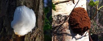 Attēlu rezultāti vaicājumam “Trichia varia sessile”