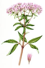 Image result for Eupatorium cannabinum