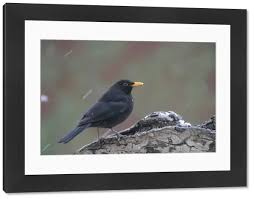 Attēlu rezultāti vaicājumam “Turdus merula male”