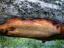 Attēlu rezultāti vaicājumam “Hapalopilus aurantiacus”