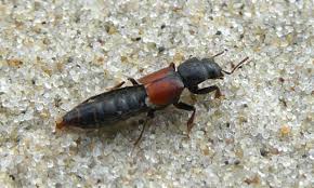 Billedresultat for rovbille