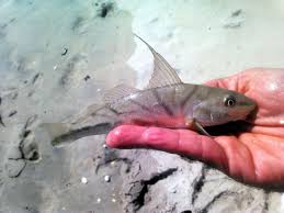 Image result for Menticirrhus saxatilis