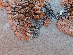 Attēlu rezultāti vaicājumam “Verrucaria hydrela”