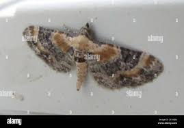 Attēlu rezultāti vaicājumam “Eupithecia linariata”