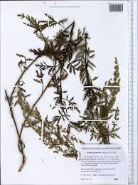 Image result for Artemisia gmelinii
