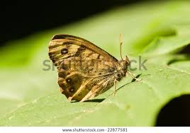 Attēlu rezultāti vaicājumam “Pararge aegeria upperside”