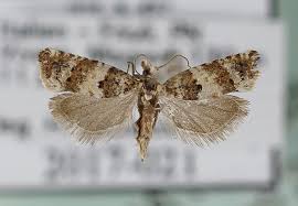 Attēlu rezultāti vaicājumam “Thiodia citrana”