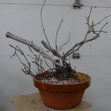 Image result for parthenocissus bonsai