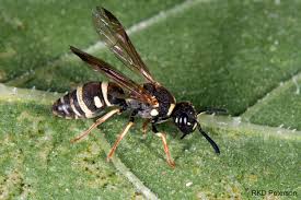 Attēlu rezultāti vaicājumam “Vespidae”