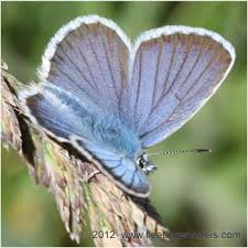 Attēlu rezultāti vaicājumam “Plebejus idas male”