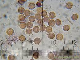 Attēlu rezultāti vaicājumam “Tubifera applanata”