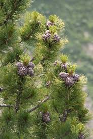 Image result for Pinus cembra