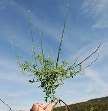 Attēlu rezultāti vaicājumam “Sisymbrium volgense leaf”