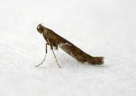 Attēlu rezultāti vaicājumam “Caloptilia hemidactylella”