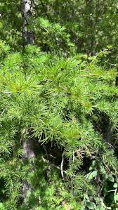 Attēlu rezultāti vaicājumam “Larix sibirica”