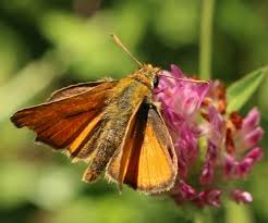 Attēlu rezultāti vaicājumam “Thymelicus sylvestris underside”