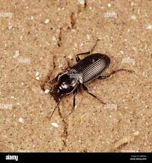 Attēlu rezultāti vaicājumam “Pterostichus melanarius”