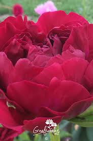 Image result for Pfingstrose