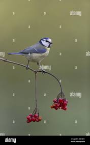 Attēlu rezultāti vaicājumam “Cyanistes caeruleus adult”