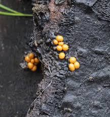 Attēlu rezultāti vaicājumam “Trichia varia spores”