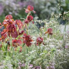 Attēlu rezultāti vaicājumam “Anthriscus sylvestris flower”
