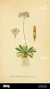 Attēlu rezultāti vaicājumam “Primula farinosa leaf”