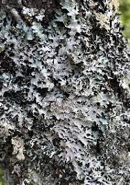 Attēlu rezultāti vaicājumam “Parmelia serrana”