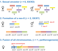 Image result for  N   E       O X j   O