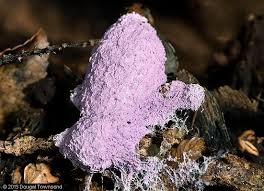 Attēlu rezultāti vaicājumam “Nectriopsis violacea”