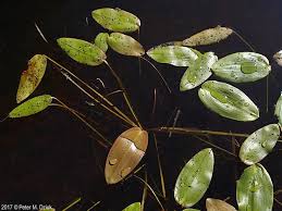 Attēlu rezultāti vaicājumam “Potamogeton natans leaf”