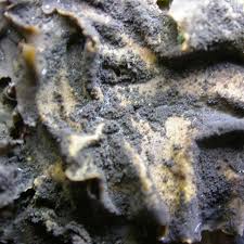 Attēlu rezultāti vaicājumam “Collema flaccidum”