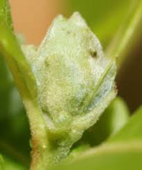 Attēlu rezultāti vaicājumam “Rabdophaga salicis”