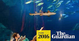 Image result for Plymouth Aquanauts