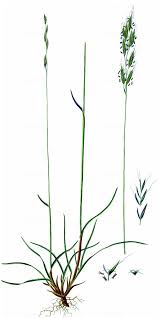 Attēlu rezultāti vaicājumam “Helictotrichon pratense leaf”