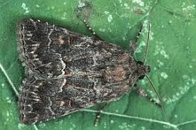 Attēlu rezultāti vaicājumam “Thalpophila matura”