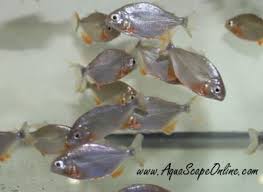 Image result for Prestatyn Piranhas