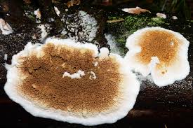 Attēlu rezultāti vaicājumam “Didymium serpula”