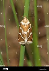 Attēlu rezultāti vaicājumam “Deltote bankiana”