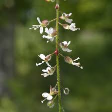 Attēlu rezultāti vaicājumam “Circaea lutetiana leaf”