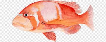 Image result for Chrysoblephus laticeps