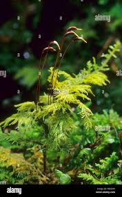 Attēlu rezultāti vaicājumam “Thuidium tamariscinum”